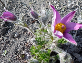s-018_20130510132623.jpg
