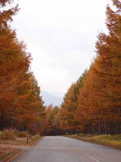 tetsuoartgallery121027 0094(karamatsunamiki)240