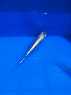 moblog_5972964d.jpg
