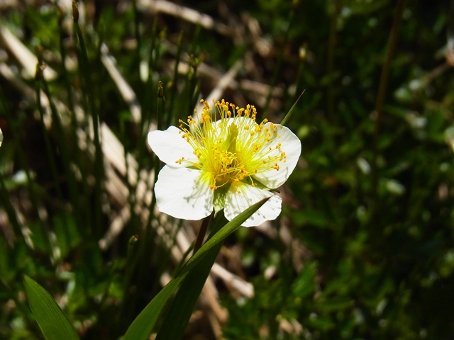 苗花1