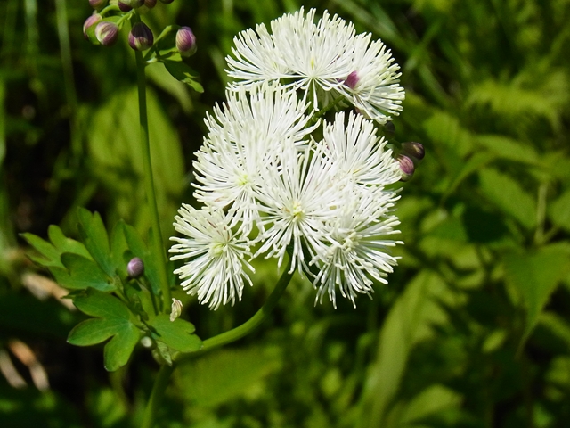 苗花2