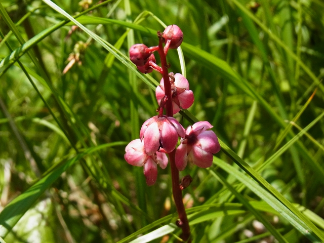苗花3