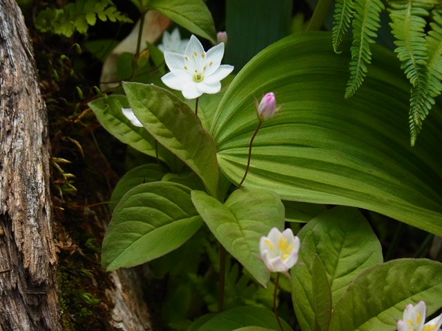 苗花5