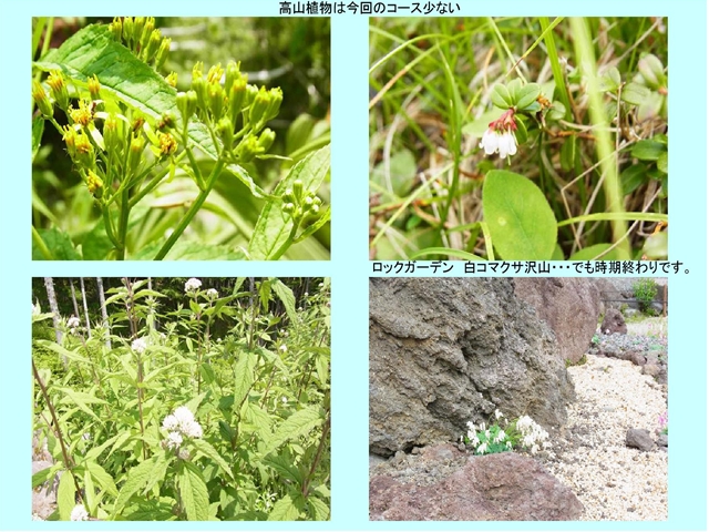 白根山花2_p