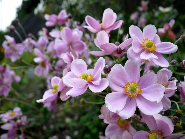 20121007006.jpg