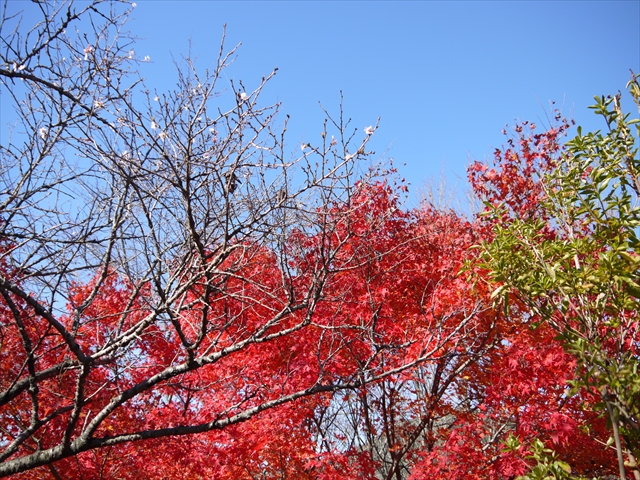 桜山3
