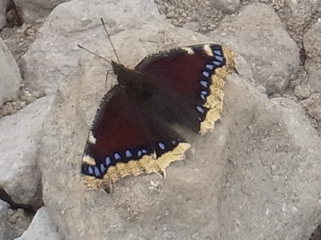R0015995_p.jpg