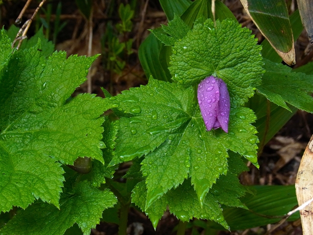 R1085288_p.jpg