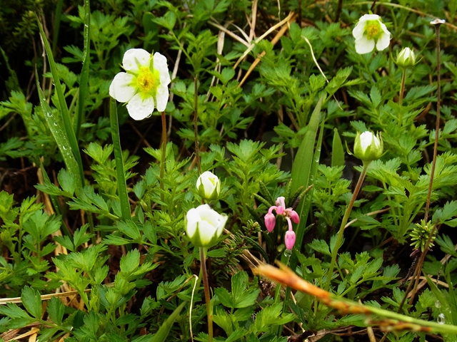 R1085337_p.jpg