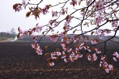 DSC_9232 山桜