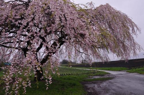 中原のしだれ桜