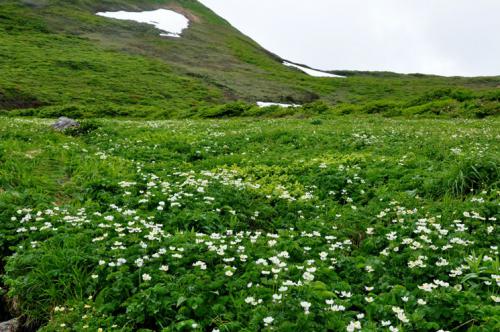 ハクサンイチゲのお花畑