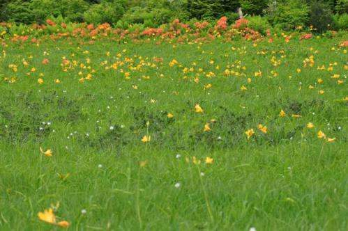 レンゲつつじ、ニッコーキスゲ、ワタスゲ