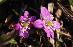 DSC_8113misumisou.jpg