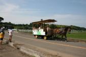 馬車を見て大騒ぎ