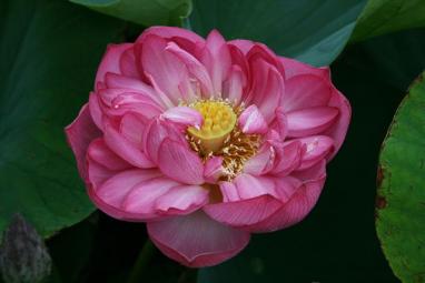 咲き始めました