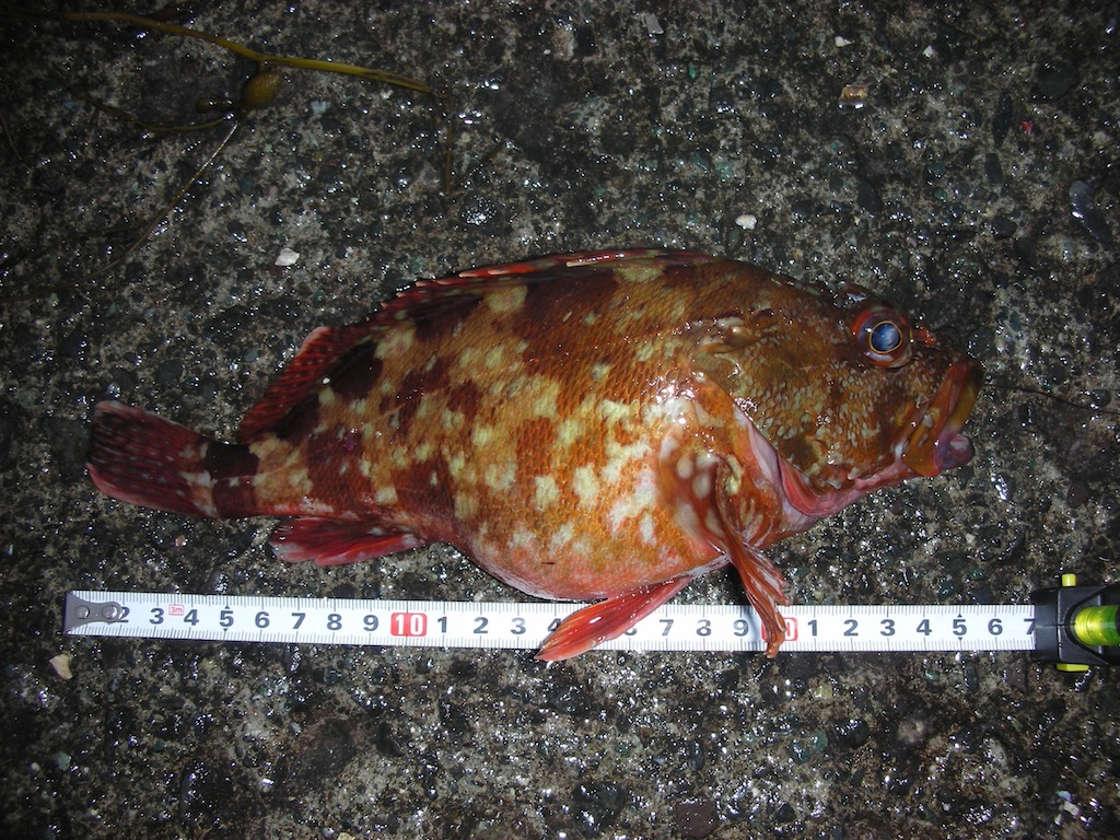 あんとくさまの眷属の他にこれが釣れたり