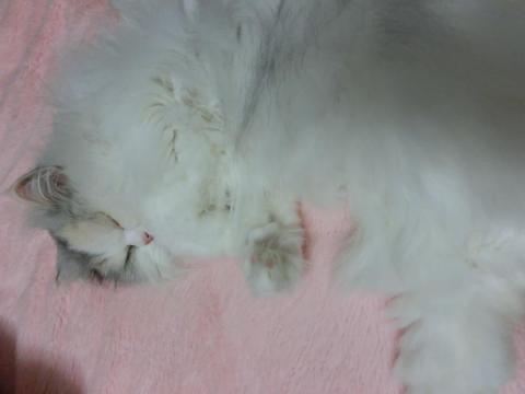 CIMG1227_convert_20120429132853.jpg