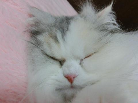 CIMG1229_convert_20120429133828.jpg
