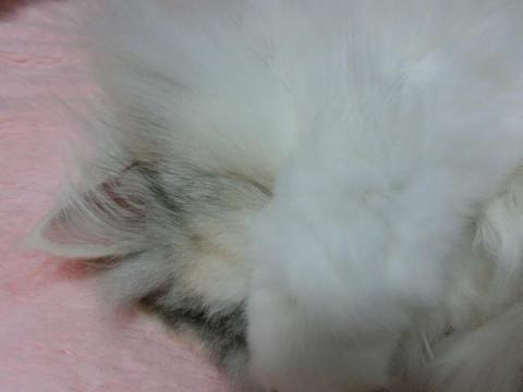 CIMG1231_convert_20120429134025.jpg