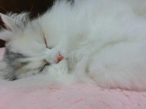 CIMG1234_convert_20120429134239.jpg