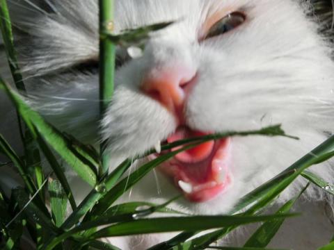 CIMG1266_convert_20120426100639.jpg