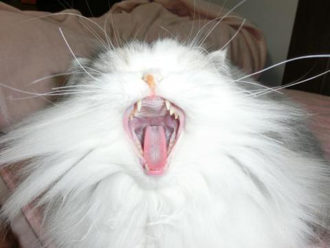 CIMG1271_convert_20120503164241.jpg
