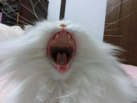 CIMG1274_convert_20120503164055.jpg