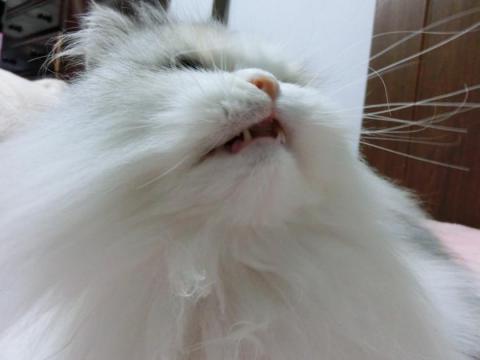CIMG1275_convert_20120503163957.jpg