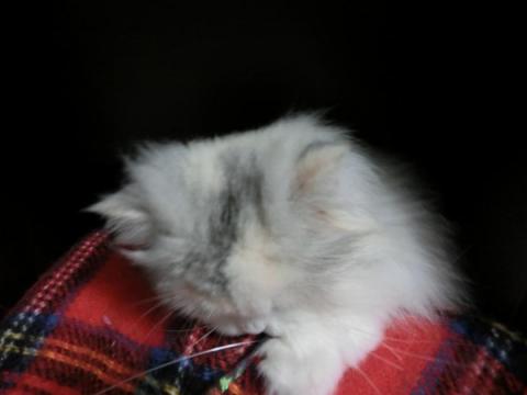 CIMG1277_convert_20120503164502.jpg