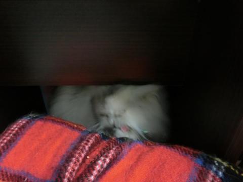 CIMG1280_convert_20120503164420.jpg