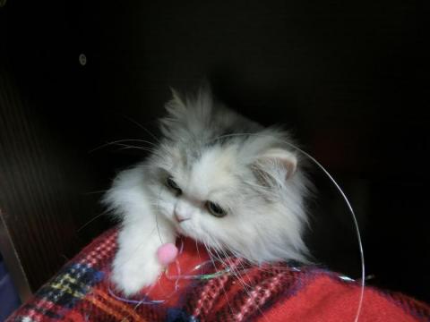 CIMG1285_convert_20120503164338.jpg