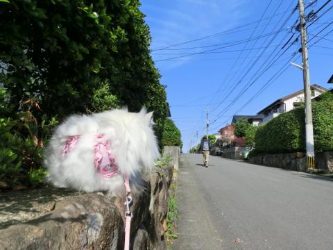CIMG1290_convert_20120427153056.jpg