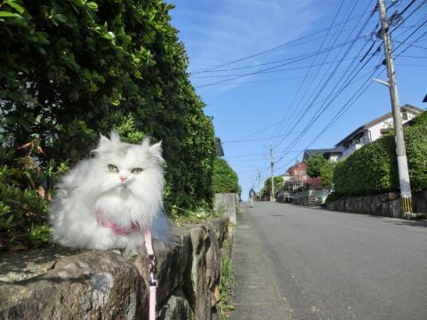 CIMG1292_convert_20120427153312.jpg
