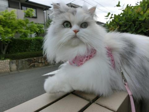 CIMG1304_convert_20120501115937.jpg