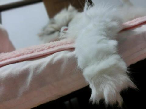CIMG1310_convert_20120502101118.jpg