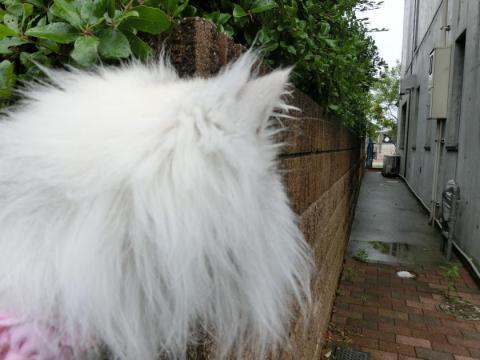 CIMG1314_convert_20120502101422.jpg