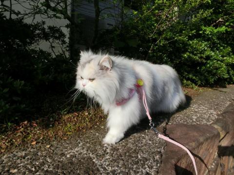 CIMG1319_convert_20120505100501.jpg
