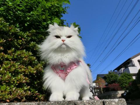 CIMG1320_convert_20120505100543.jpg