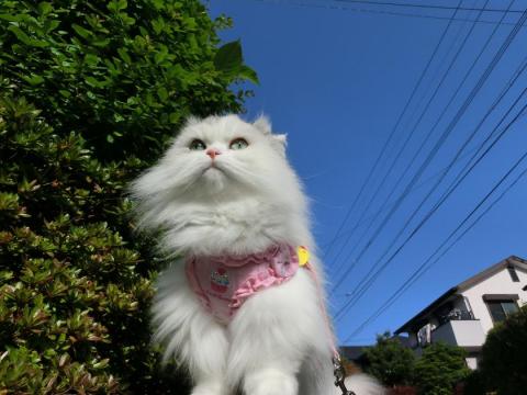 CIMG1322_convert_20120505100709.jpg