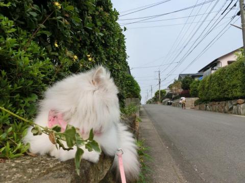 CIMG1338_convert_20120508131622.jpg