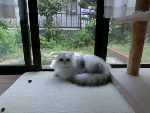 CIMG1340_convert_20120508131817.jpg