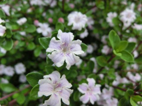 CIMG1360_convert_20120510113632.jpg