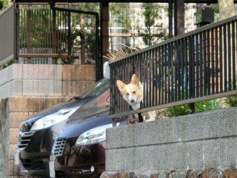 CIMG1415_convert_20120511103706.jpg
