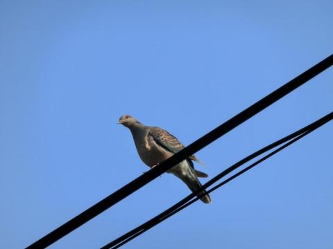 CIMG1416_convert_20120511103740.jpg