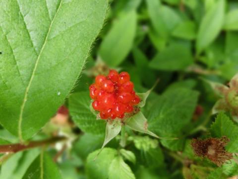 CIMG1422_convert_20120512121910.jpg