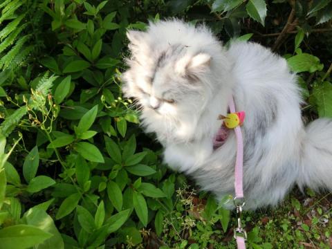 CIMG1426_convert_20120512122157.jpg