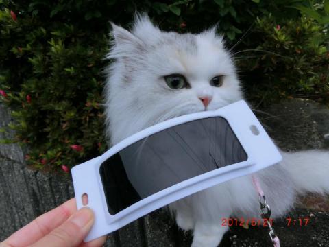 CIMG1479_convert_20120522103402.jpg