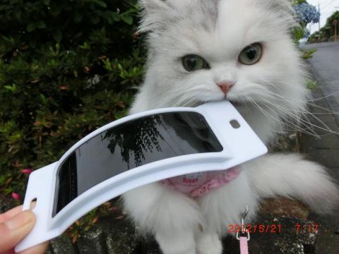 CIMG1480_convert_20120522103327.jpg