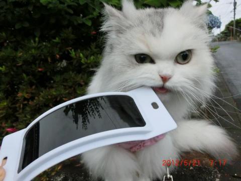 CIMG1481_convert_20120522103246.jpg